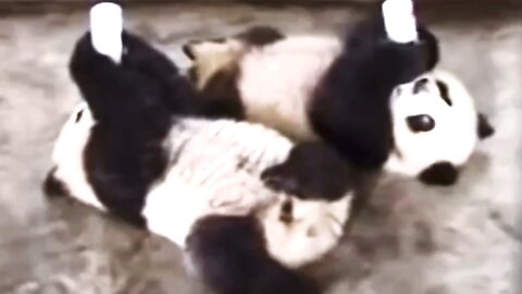 Cute baby panda cubs drinking milk