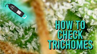 How to Inspect your Trichomes for Ripeness (USB Microscope!)