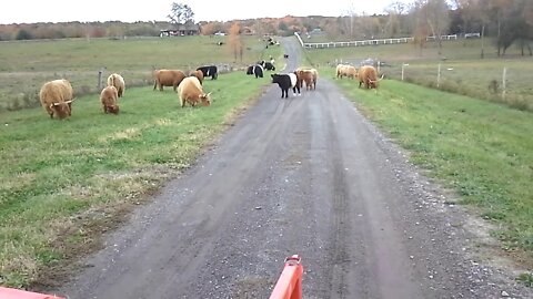 Cattle in the Driveway. Gate at End of Driveway creates Another Pasture but gets Cow Crap on Tires.