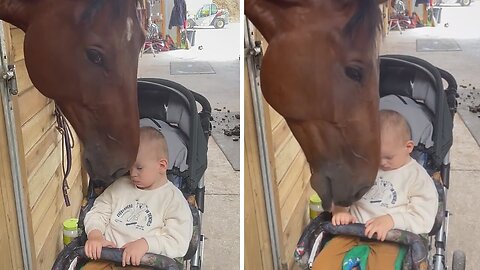 Horse Instantly Bonds With Little Boy In Heartwarming Clip