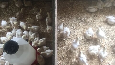 The differences between male and female broilers.