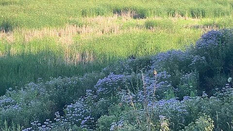 Hiding in wild flowers