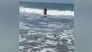 Swimmer Chased to Shore by Two Sharks Caught on Tape - Wildest Animal Videos on Camera