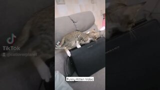 Funny Kittens Video - Kittens in Handbag