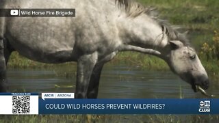Could wild horses prevent wildfires in Arizona?