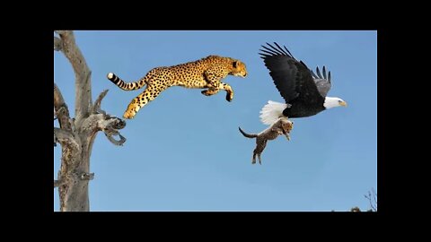 Mother Leopard Save Her Baby Fail and Hunt Eagle To Revenge | Animals