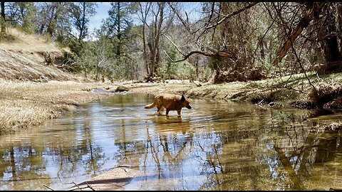 LIVE From My SECRET Arizona Spring Fed Creek (this is in my backyard!)