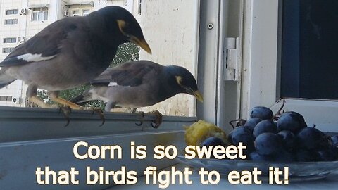 Corn is so sweet that birds are fighting to eat it!