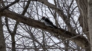 Hairy Wood Pecker Hammering away