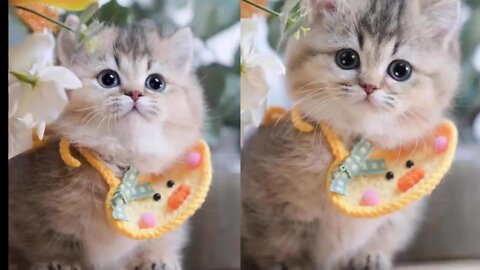 Very cute family couple of cats forever together