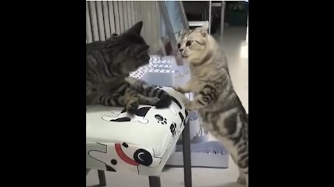 Top FUNNY Cat Videos I dare you Not to Laugh