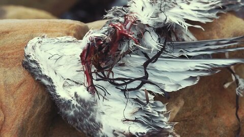 Carcass of a dead seagull after an eagle killed and ate it