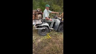 Hog hunting with dogs