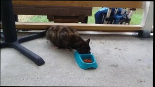 Ahsoka The Cat - A Stray That I Feed