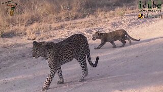 Shy Little Leopard Cub