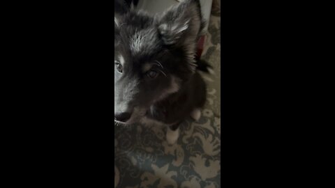 Mika the husky puppy has been working on her shake all day for you!