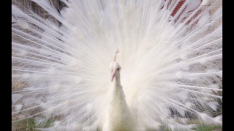 White peacock dance