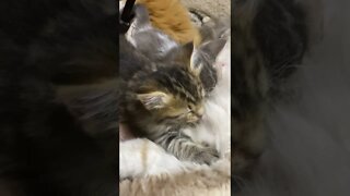 Nursing Kitten up Close, Falls Asleep With Tongue Out