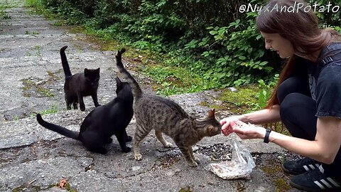 Find'em, Feed'em, Fondle'em - Feeding Stray Cats