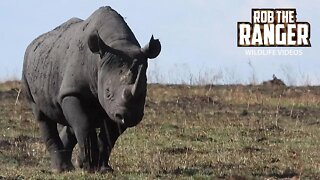 Black Rhino Bull Patrols And Marks His Territory | Maasai Mara Safari | Zebra Plains