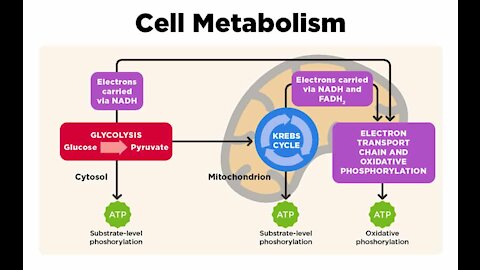 What most people get WRONG about metabolism.