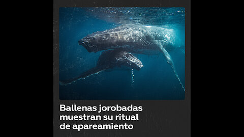 Espectáculo natural de las ballenas jorobadas en Colombia
