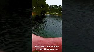 Massive grass carp 🐟 🎣 🐟tries to spool me | Florida golf pond. #615FISHING #fishing #creekfishing