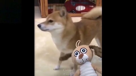 Dog Funny Video | Dog Scared from Toy.