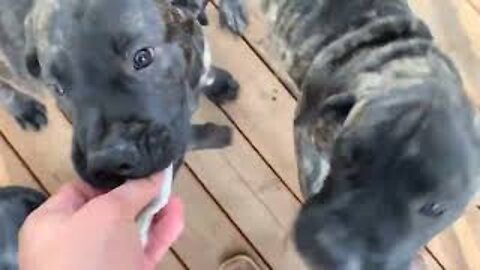 Mastiff Puppies Eating a Smallmouth Bass