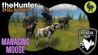 Managing Moose, Yukon Valley | theHunter: Call of the Wild (PS5 4K)