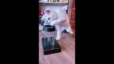 funny_cat_playing_with_magnetic...