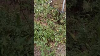 butterflies in the herb garden