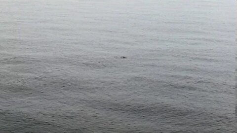 20 or more dolphins/porpoise near Barneget inlet, Island Beach State Park