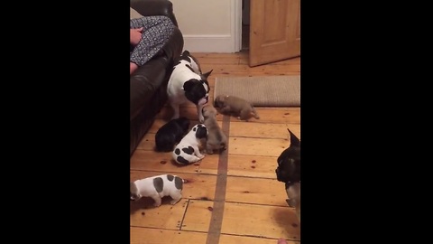 French bulldog adorably plays with newborn puppies