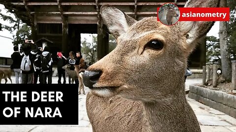 The Sika Deer of Nara, Briefly Explained