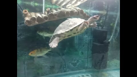 fish with 🐢🐢 kasho koma🐟🐟🐋