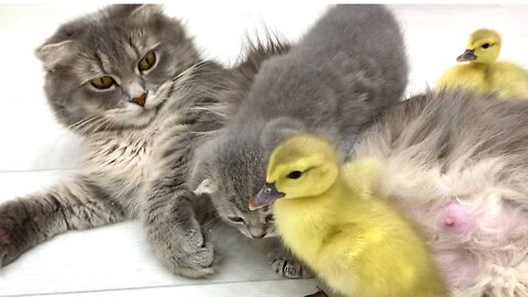 Mom cat mistook ducklings for kittens and warms them