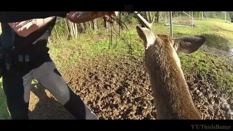 Georgia police cut entangled deer free from net