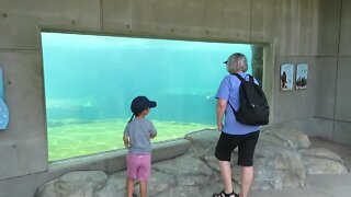 Fun with the sea lions at the zoo - Walk With Me, Steve Martin, as we enjoy their activity