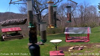 Yellow-throated warbler visits PA Bird Feeder 1 - First time ever! 4/20/2022