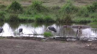 Marabou Storks, Hippo, and Egyptian Geese