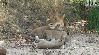 Cute Playful Lion Cubs and Mum in the Wild