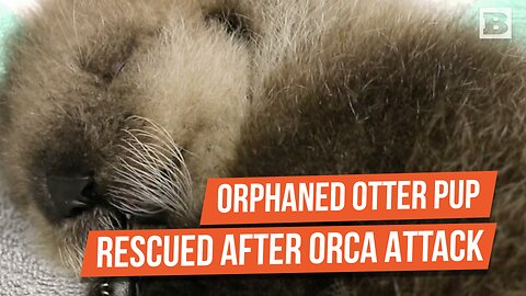 Orphaned Sea Otter Pup Rescued After Orca Killed Her Mother
