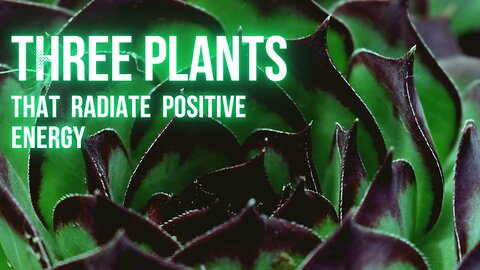 Three Plants that Radiate Positive Energy