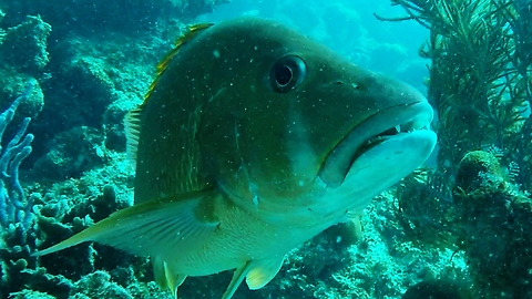 Huge Dogtooth Snapper catches fish and stuns it on rock