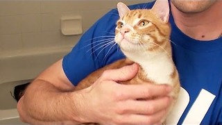How to bathe a cat!