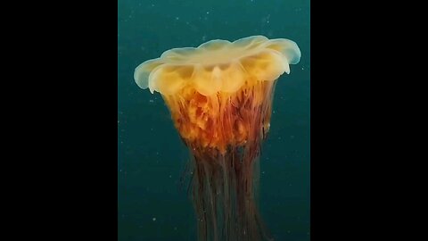 Ocean paradise ,, video by Roneydives