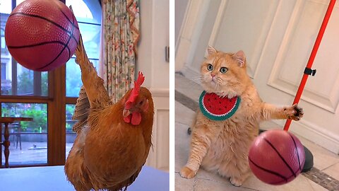 cats and hen playing with basketball basketball.