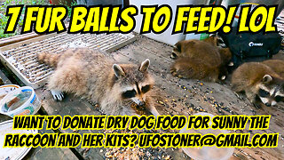 Want To Help Sunny And Her Raccoon Kits? Plus Brave Squirrels Lol