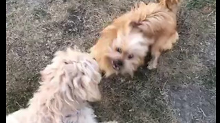 Puppy practices his pinning maneuver